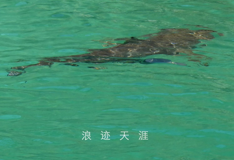 阿曼选手在游泳赛场上霸气十足